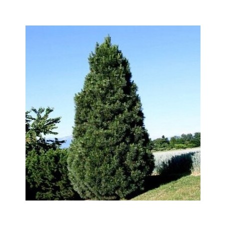 Melnā priede ,,Pyramidalis,, /Pinus nigra/ - C4 kont. - 30cm.