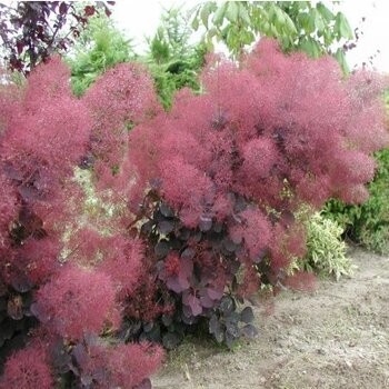 Parūkkoks ,,Foliis Purpureis,,/Cotinus coggygria/ - C4 kont.