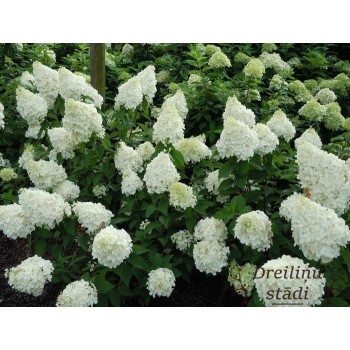 Skarainā hortenzija ,,Polar Bear,, /Hydrangea paniculata/ - C3 kont.