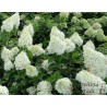 Skarainā hortenzija ,,Polar Bear,, /Hydrangea paniculata/ - C3 kont.