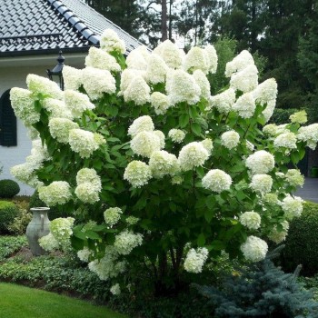 Skarainā hortenzija ,,Polar Bear,, /Hydrangea paniculata/ - C3 kont.