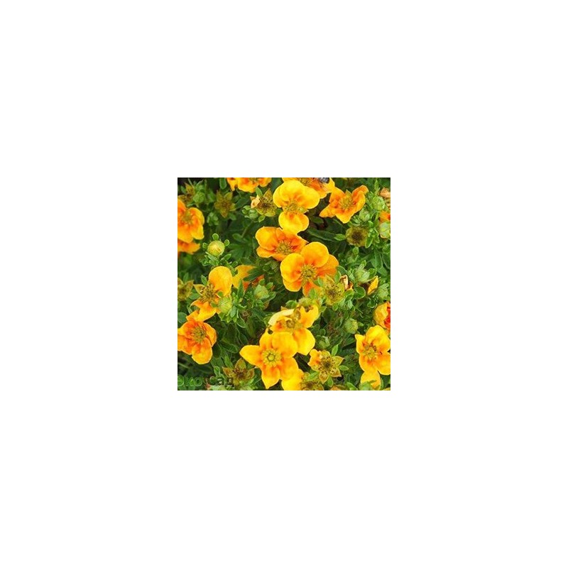 Parastā klinšrozīte “Mango Tango” /Potentilla fruticosa/ - C2 kont.