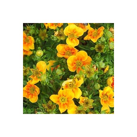 Parastā klinšrozīte “Mango Tango” /Potentilla fruticosa/ - C2 kont.