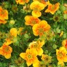 Parastā klinšrozīte “Mango Tango” /Potentilla fruticosa/ - C2 kont.