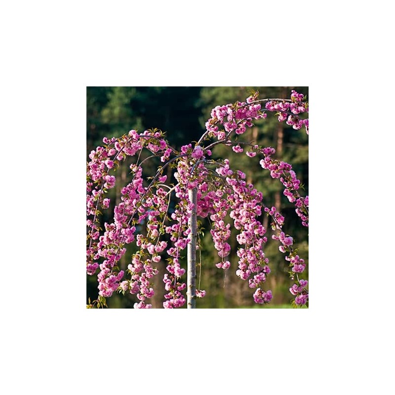 Japānas ziedu ķirsis (sakura) "Kiku Shidare Zakura" /prunus/ - augstcelma - PA 160-180cm