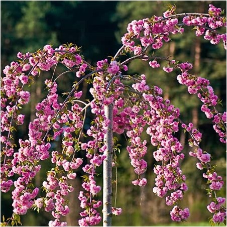 Japānas ziedu ķirsis (sakura) "Kiku Shidare Zakura" /prunus/ - augstcelma - PA 160-180cm