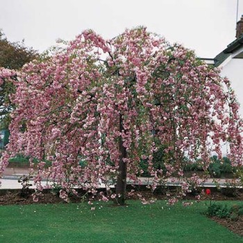 Japānas ziedu ķirsis (sakura) "Kiku Shidare Zakura" /prunus/ - augstcelma - PA 140-150cm