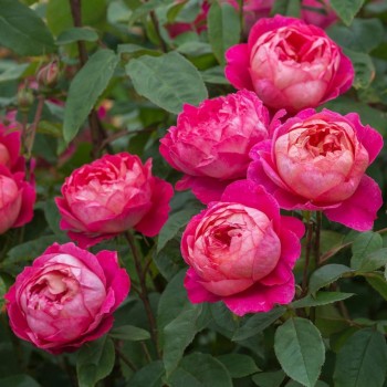 Angļu roze "Benjamin Britten" - 1-gad. stāds