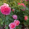 Angļu roze "Boscobel" - 1-gad. stāds