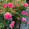 Angļu roze "Boscobel" - 1-gad. stāds