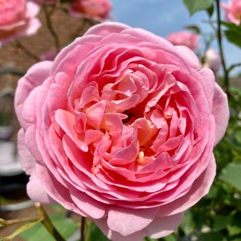 Angļu roze "Boscobel" -...