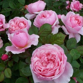 Angļu roze "Brother Cadfael" - 1-gad. stāds