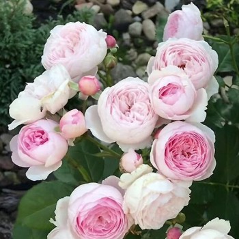 Angļu roze "Geoff Hamilton" - 1-gad. stāds