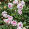 Angļu roze "Geoff Hamilton" - 1-gad. stāds