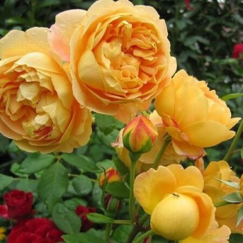 Angļu roze "Golden Celebration" - 1-gad. stāds