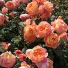 Angļu roze "Lady Emma Hamilton" - 1-gad. stāds