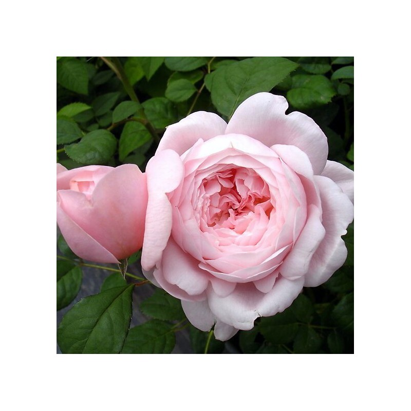 Angļu roze "Queen of Sweden" - 1-gad. stāds