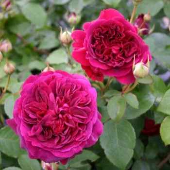 Angļu roze "William...