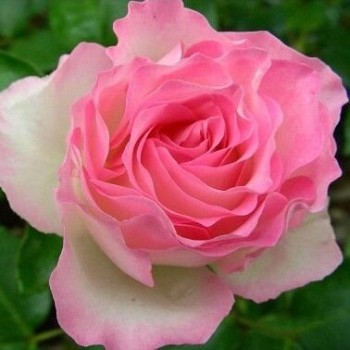 Floribundroze "Bordure Rose" ("Strawberry Ice") - 1-gad. stāds