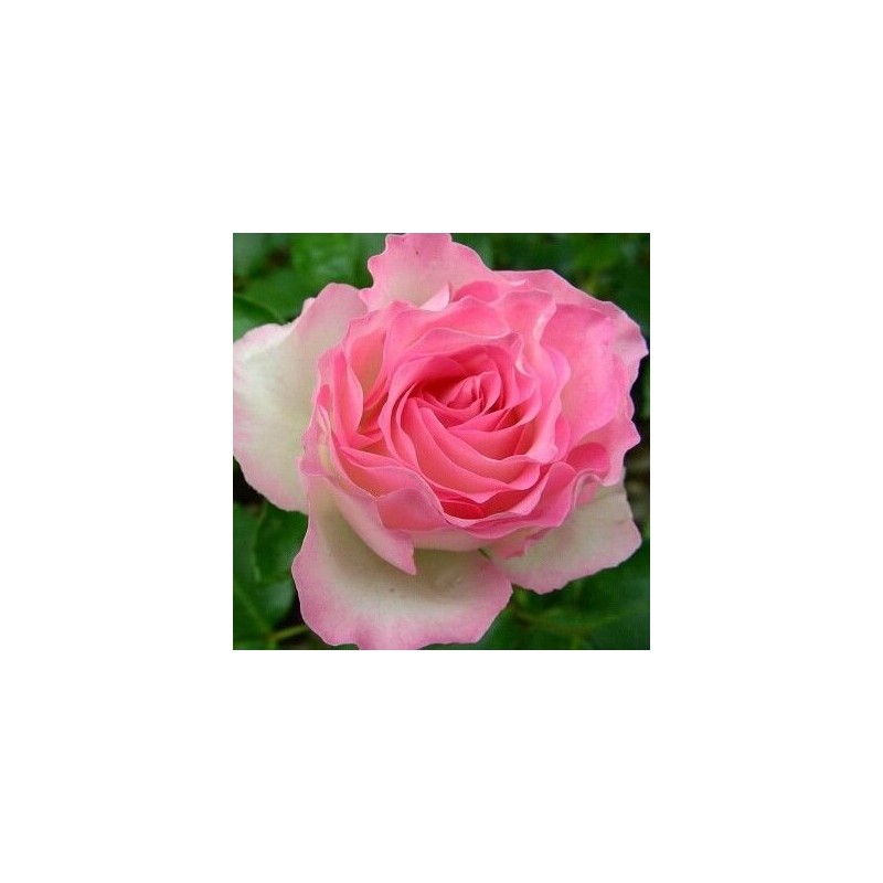 Floribundroze "Bordure Rose" ("Strawberry Ice") - 1-gad. stāds