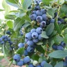 Krūmmellene ,,Bluecrop,, /vaccinium corymbosum/ - C3 kont.