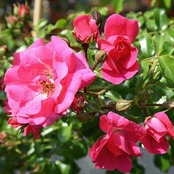 Klājeniskā roze "Heidetraum" - 1-gad. stāds