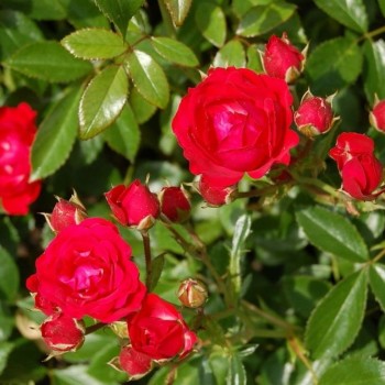 Klājeniskā roze "Ondella" - 1-gad. stāds
