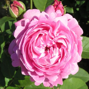 Parka roze "Louise Odier" -...