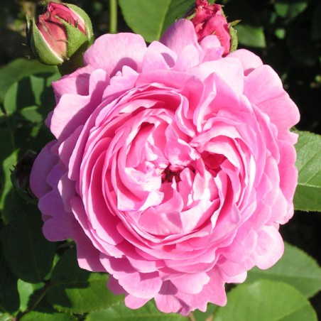 Parka roze "Louise Odier" - 3-gad. stāds - C5 kont.