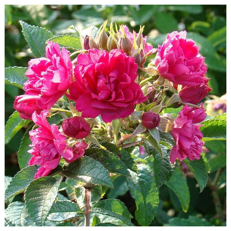 Parka roze "F. J. Grootendorst" 3gad. stāds C5 kont.