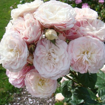 Krūmroze "Bouquet Parfait" - 1-gad. stāds