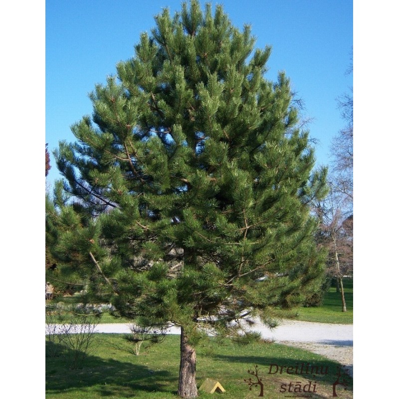 Melnā priede - Pinus nigra. stāds 30 - 35cm.