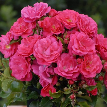 Klājeniskā roze "Heidetraum" - 1-gad. stāds