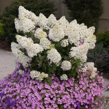 Skarainā hortenzija ,,Bobo,, /Hydrangea paniculata/ - P9 kont.