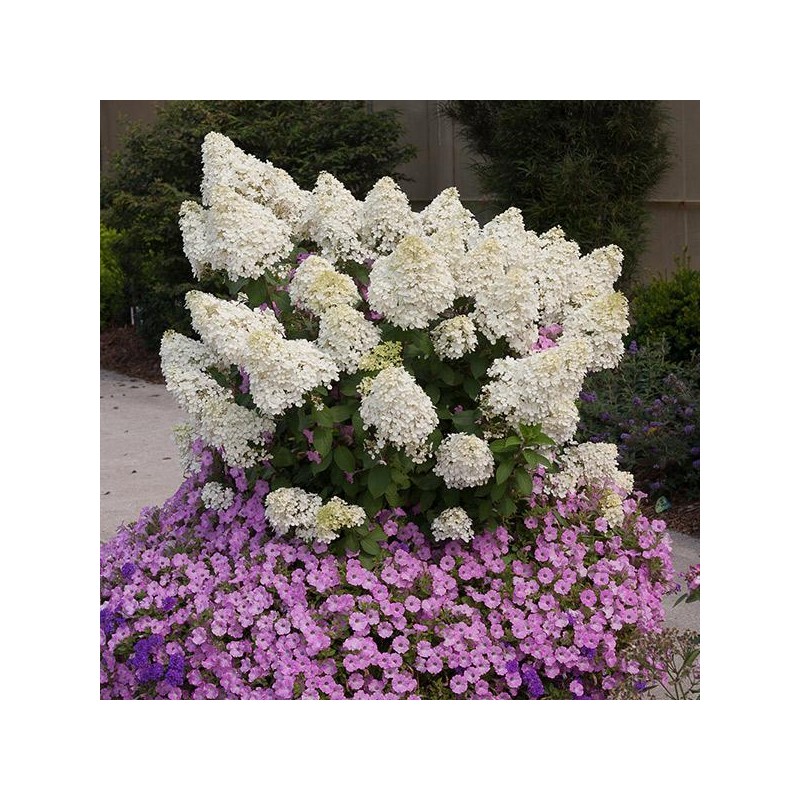 Skarainā hortenzija ,,Bobo,, /Hydrangea paniculata/ - P9 kont.