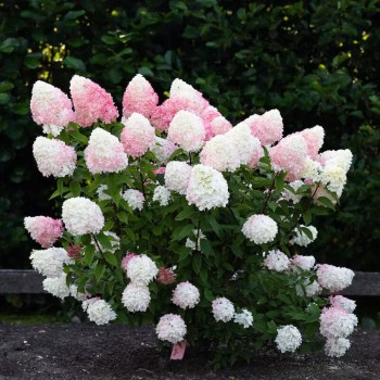 Skarainā hortenzija ,,Living Pink & Rose,, /Hydrangea paniculata/ - P9 kont.