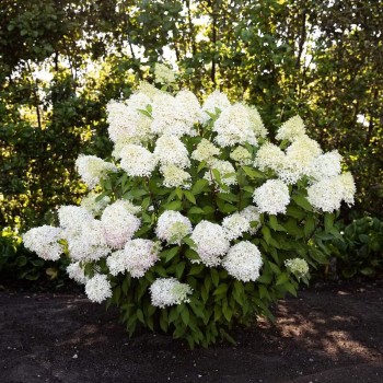 Skarainā hortenzija ,,Living Royal Flower,, /Hydrangea paniculata/ - P9 kont.