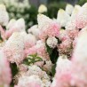 Skarainā hortenzija ,,Living Strawberry Blossom,, /Hydrangea paniculata/ - P9 kont.