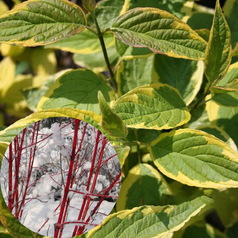 Grimonis, baltais "Spaethii" /cornus alba/ - C5 kont.