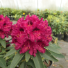 Rododendrs ,,Kali,, /Rhododendron/- C5 kont.