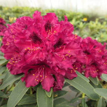 Rododendrs ,,Kali,, /Rhododendron/- C5 kont.