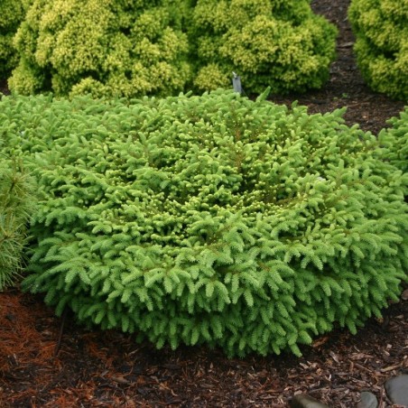 Egle, parastā ,,Nidiformis,,/Picea abies/ - C2 kont., 20-25cm.