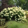 Skarainā hortenzija ,,Grandiflora,, /Hydrangea paniculata/ - C2,5 kont.
