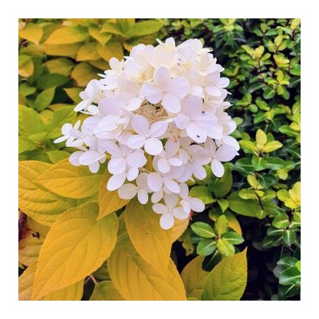 Skarainā hortenzija ,,Sunlight,, /Hydrangea paniculata/ - P9 kont.
