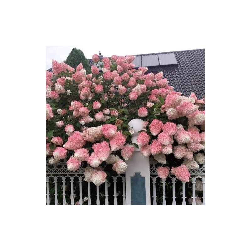Skarainā hortenzija ,,Vanille Fraise,, /Hydrangea paniculata/ - C3  kont.