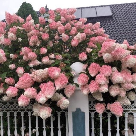 Skarainā hortenzija ,,Vanille Fraise,, /Hydrangea paniculata/ - C3 kont.