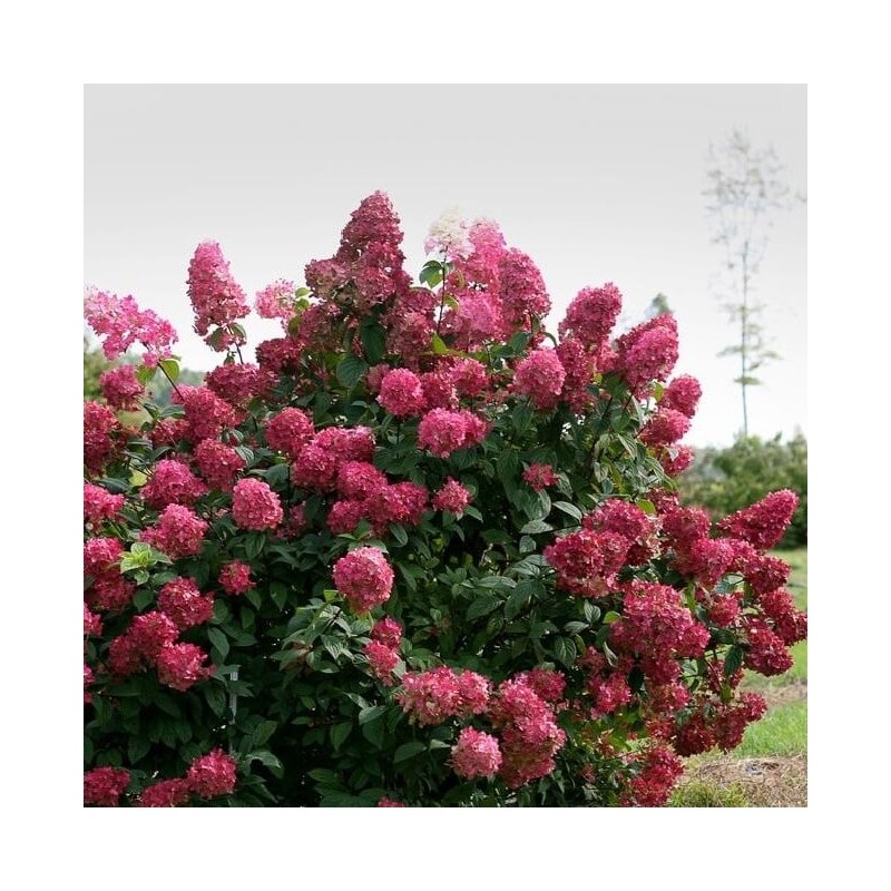 Skarainā hortenzija ,,Wim's Red,, /Hydrangea paniculata/ - P9 kont.