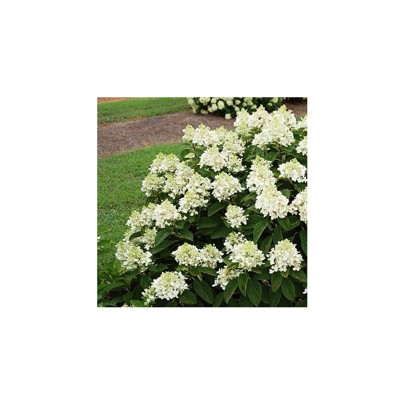 Skarainā hortenzija "Baby Lace" /Hydrangea paniculata/ - C5 kont.