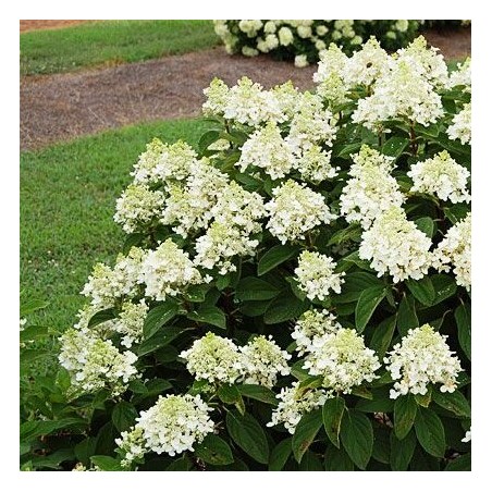 Skarainā hortenzija "Baby Lace" /Hydrangea paniculata/ - C4 - C5 kont.