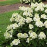 Skarainā hortenzija "Baby Lace" /Hydrangea paniculata/ - C5 kont.